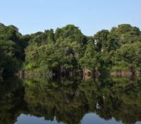Tropical Rainforest